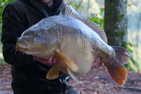 carp fish|Carp Welfare .